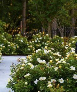 Brighter Blooms Shrubs & Hedges Sunny Knock Out® Rose