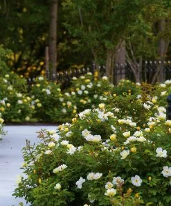 Brighter Blooms Shrubs & Hedges Sunny Knock Out® Rose