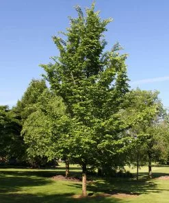 Brighter Blooms Emerald Sunshine® Elm Tree Shade Trees
