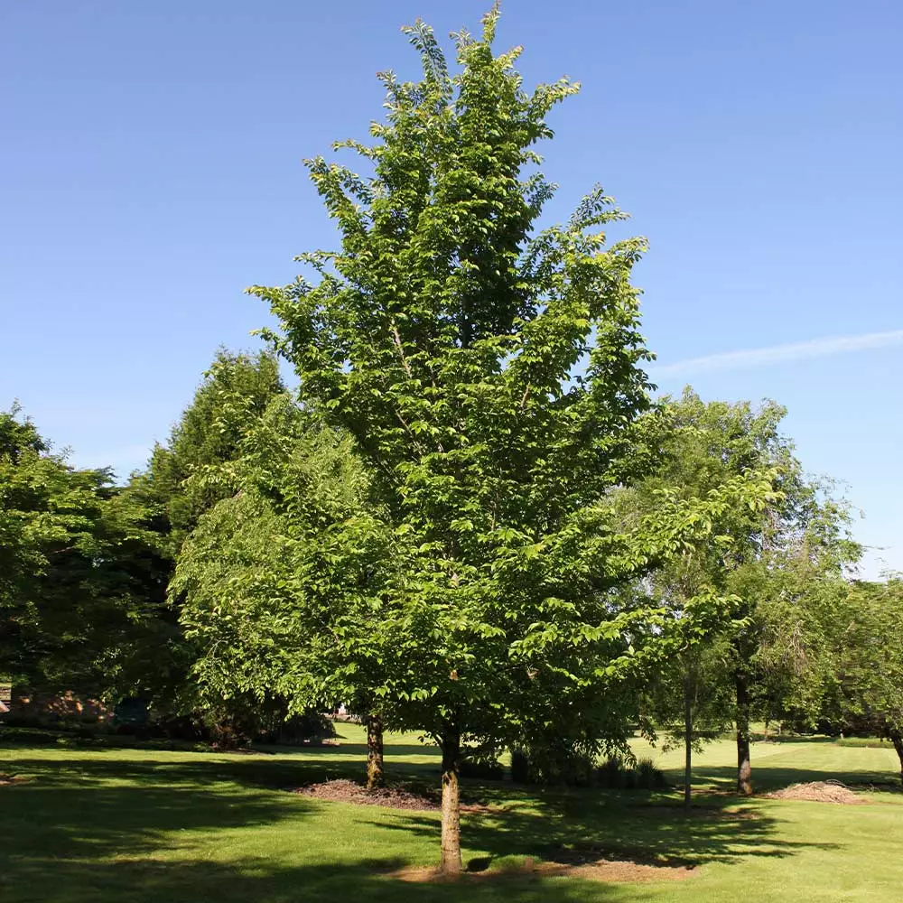 Brighter Blooms Emerald Sunshine® Elm Tree Shade Trees 2 Brighter Blooms Emerald Sunshine® Elm Tree Shade Trees