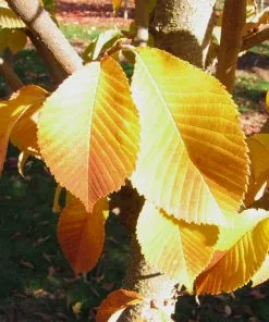 Brighter Blooms Emerald Sunshine® Elm Tree Shade Trees 8 Brighter Blooms Emerald Sunshine® Elm Tree Shade Trees