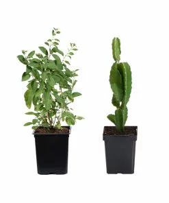 Brighter Blooms Fruit Trees Healthy Superfoods Kit