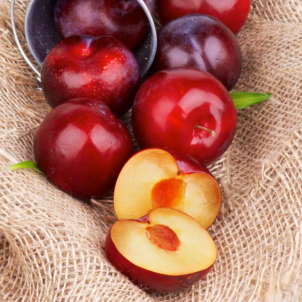 Brighter Blooms Superior Plum Tree Fruit Trees 3 Brighter Blooms Superior Plum Tree Fruit Trees