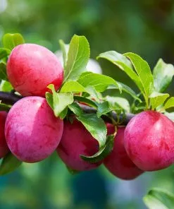 Brighter Blooms Superior Plum Tree Fruit Trees