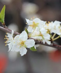 Brighter Blooms Superior Plum Tree Fruit Trees 7 Brighter Blooms Superior Plum Tree Fruit Trees