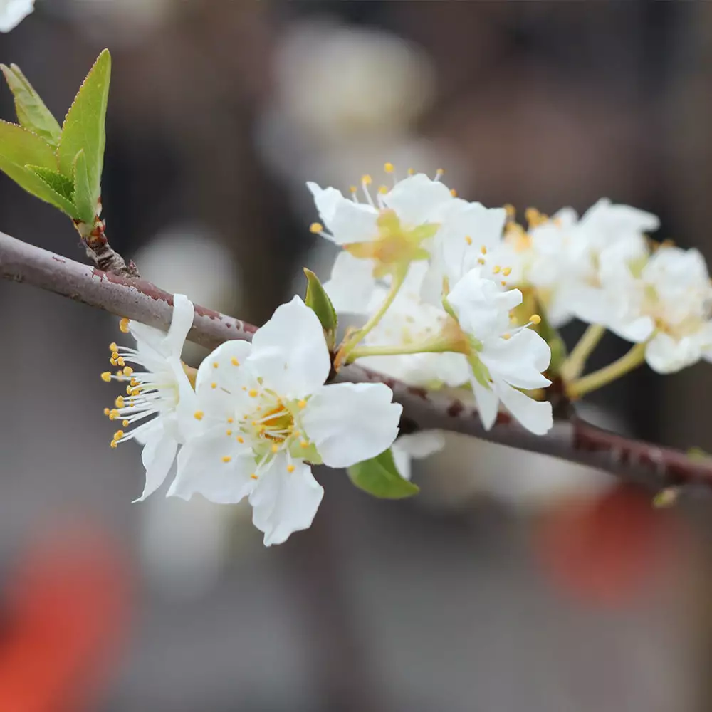 Brighter Blooms Superior Plum Tree Fruit Trees 4 Brighter Blooms Superior Plum Tree Fruit Trees