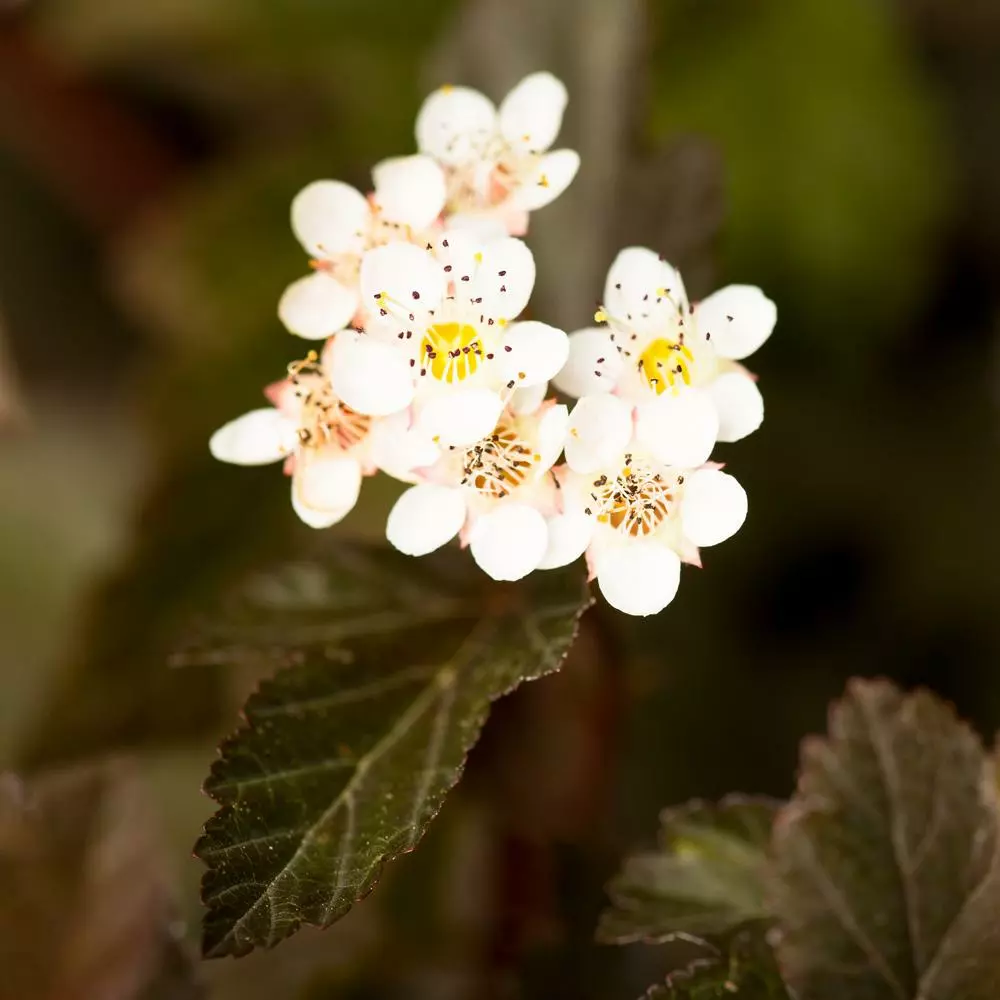 Brighter Blooms Sweet Cherry Tea Ninebark Shrub 3 Brighter Blooms Sweet Cherry Tea Ninebark Shrub