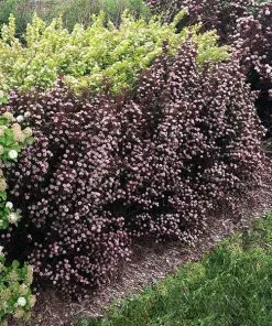 Brighter Blooms Sweet Cherry Tea Ninebark Shrub