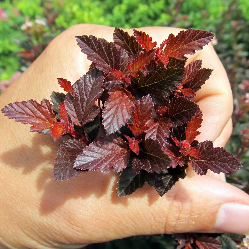 Brighter Blooms Sweet Cherry Tea Ninebark Shrub 4 Brighter Blooms Sweet Cherry Tea Ninebark Shrub