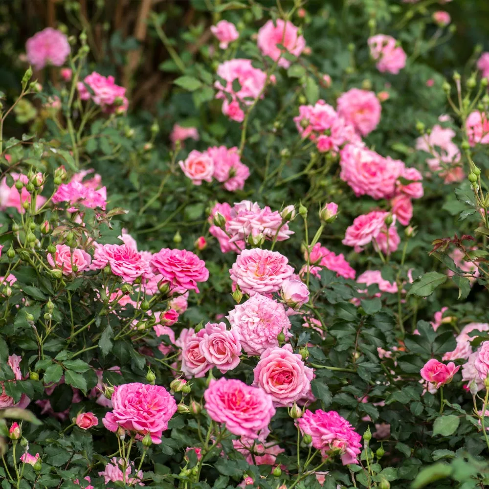 Brighter Blooms Sweet Drift® Rose 2 Brighter Blooms Sweet Drift® Rose