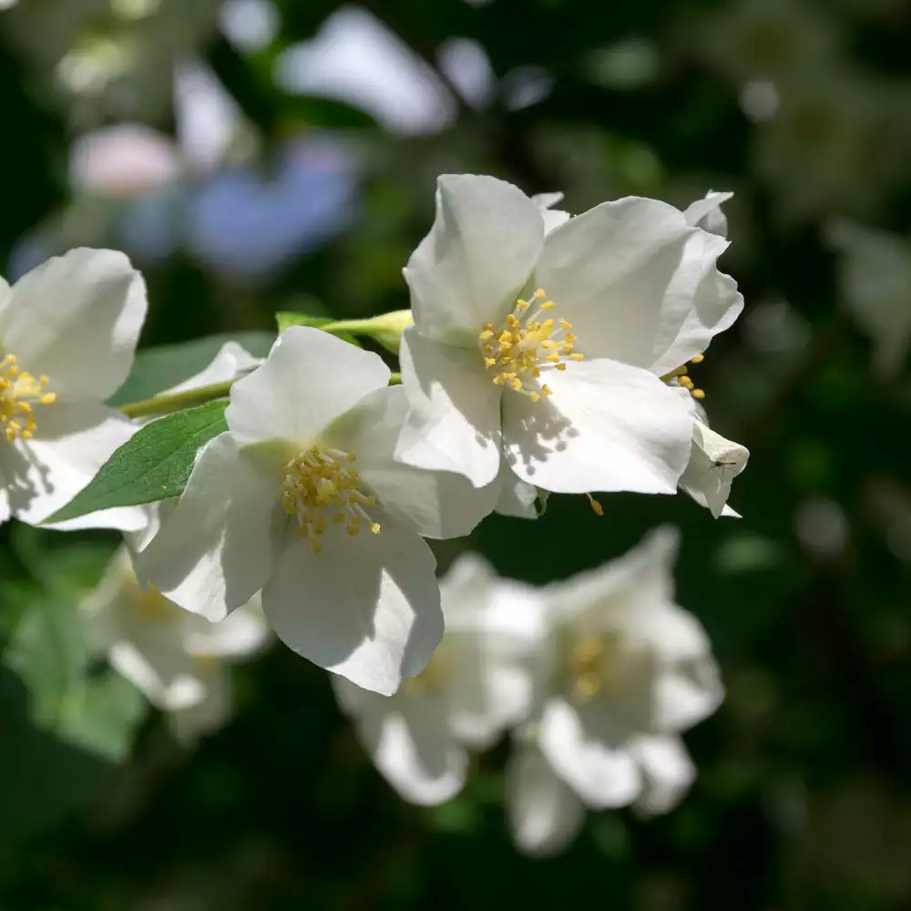Brighter Blooms Sweet Mock Orange Shrub 2 Brighter Blooms Sweet Mock Orange Shrub