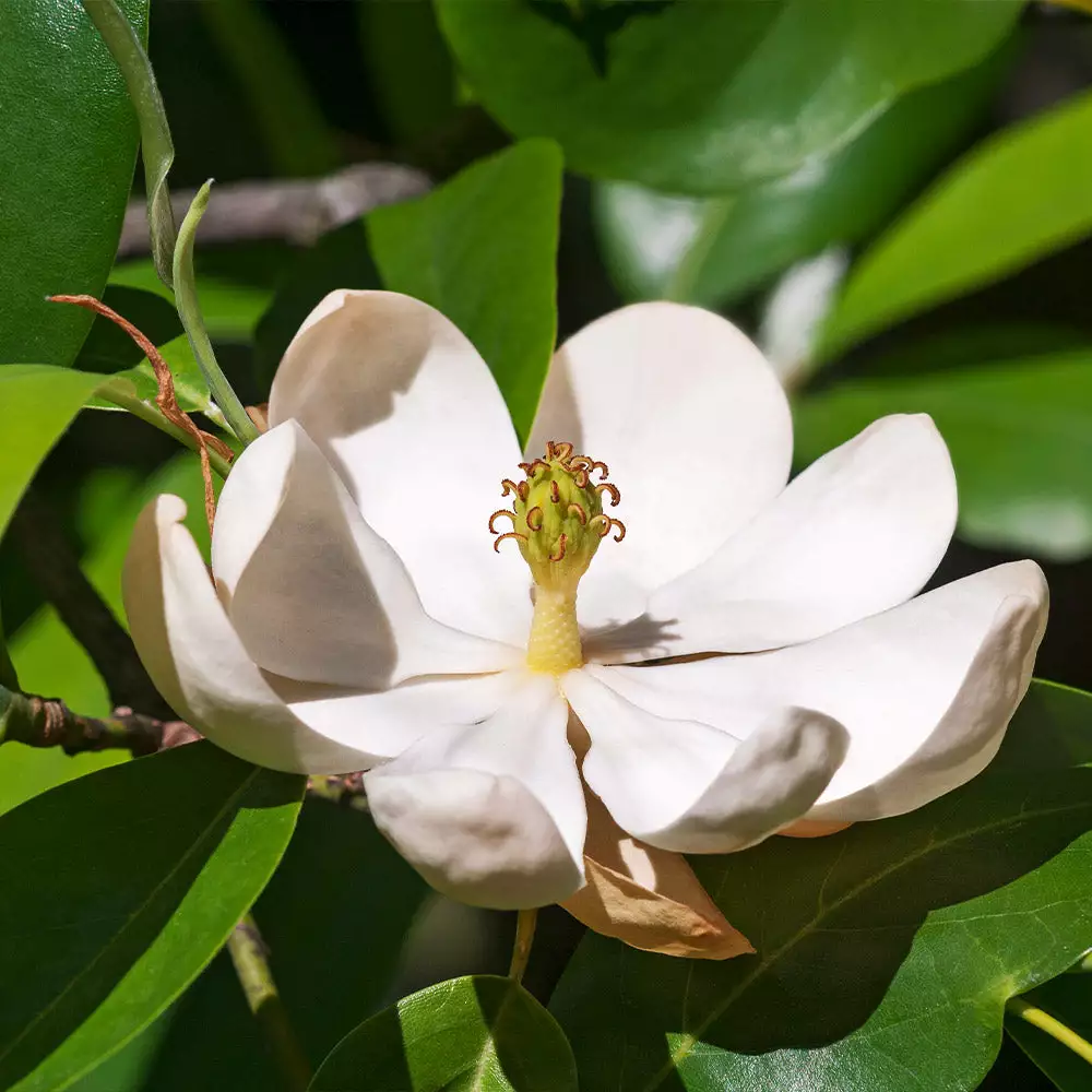 Brighter Blooms Evergreen & Privacy Sweetbay Magnolia Tree 2 Brighter Blooms Evergreen & Privacy Sweetbay Magnolia Tree