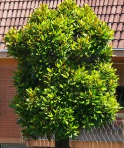 Brighter Blooms Evergreen & Privacy Sweetbay Magnolia Tree 6 Brighter Blooms Evergreen & Privacy Sweetbay Magnolia Tree