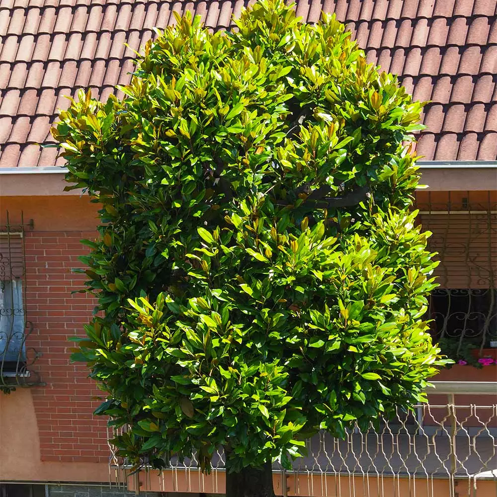 Brighter Blooms Evergreen & Privacy Sweetbay Magnolia Tree 3 Brighter Blooms Evergreen & Privacy Sweetbay Magnolia Tree