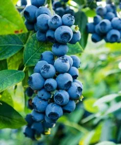 Brighter Blooms Sweetheart Blueberry Bush