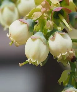 Brighter Blooms Sweetheart Blueberry Bush 9 Brighter Blooms Sweetheart Blueberry Bush