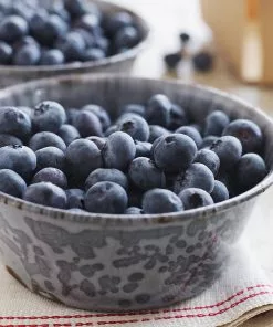 Brighter Blooms Sweetheart Blueberry Bush 8 Brighter Blooms Sweetheart Blueberry Bush