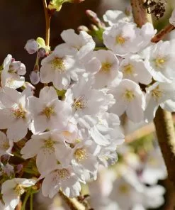 Brighter Blooms Sweetheart Cherry Tree 7 Brighter Blooms Sweetheart Cherry Tree