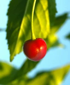 Brighter Blooms Sweetheart Cherry Tree