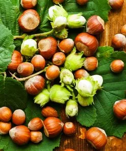 Brighter Blooms Theta Filbert Hazelnut Tree Nut Trees 6 Brighter Blooms Theta Filbert Hazelnut Tree Nut Trees
