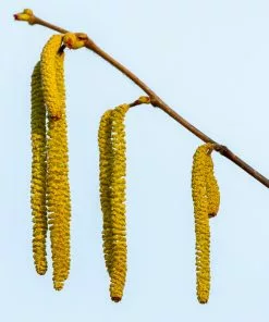 Brighter Blooms Theta Filbert Hazelnut Tree Nut Trees 9 Brighter Blooms Theta Filbert Hazelnut Tree Nut Trees