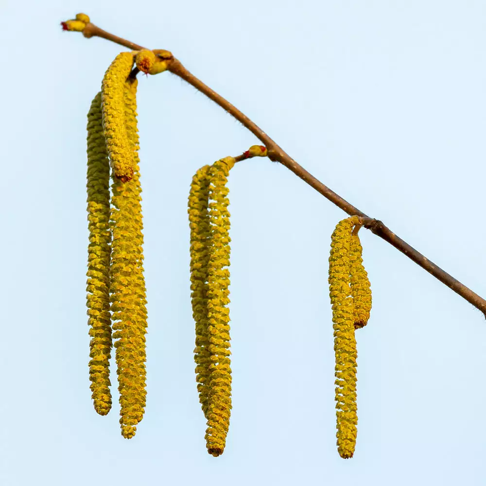 Brighter Blooms Theta Filbert Hazelnut Tree Nut Trees 5 Brighter Blooms Theta Filbert Hazelnut Tree Nut Trees