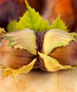 Brighter Blooms Theta Filbert Hazelnut Tree Nut Trees 8 Brighter Blooms Theta Filbert Hazelnut Tree Nut Trees