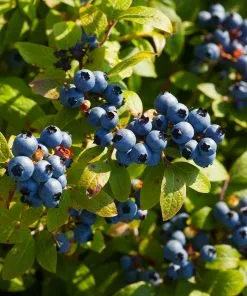 Brighter Blooms Toro Blueberry Bush Blueberry Bushes
