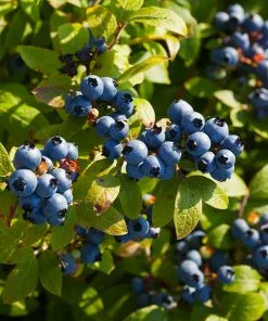 Brighter Blooms Toro Blueberry Bush Blueberry Bushes
