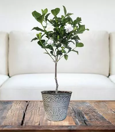 Brighter Blooms First Love® Tabletop Gardenia Plant 2 Brighter Blooms First Love® Tabletop Gardenia Plant