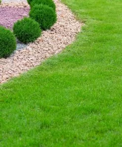 Brighter Blooms TurboTurf™ Tall Fescue Grass Seed 7 Brighter Blooms TurboTurf™ Tall Fescue Grass Seed