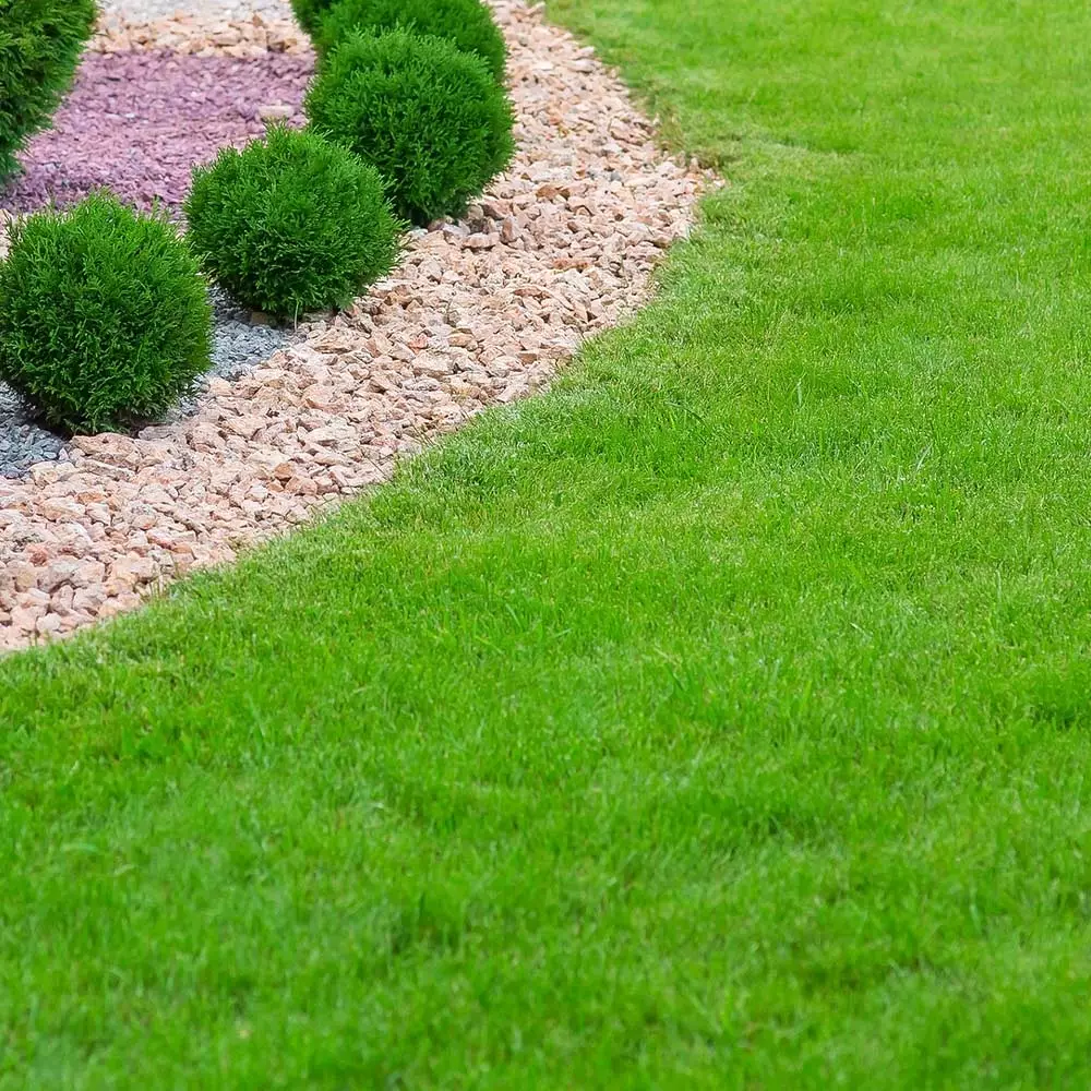 Brighter Blooms TurboTurf™ Tall Fescue Grass Seed 4 Brighter Blooms TurboTurf™ Tall Fescue Grass Seed