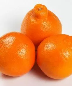 Brighter Blooms Fruit Trees Minneola Tangelo Tree