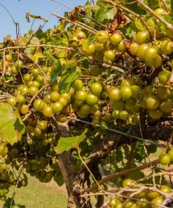 Brighter Blooms Tara Scuppernong Grape Vine