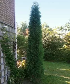Brighter Blooms Juniper Trees Taylor Juniper Tree 7 Brighter Blooms Juniper Trees Taylor Juniper Tree