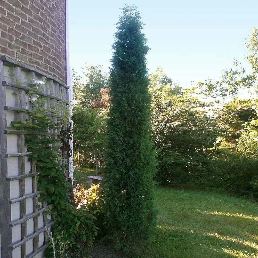 Brighter Blooms Juniper Trees Taylor Juniper Tree 4 Brighter Blooms Juniper Trees Taylor Juniper Tree