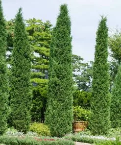 Brighter Blooms Juniper Trees Taylor Juniper Tree 6 Brighter Blooms Juniper Trees Taylor Juniper Tree