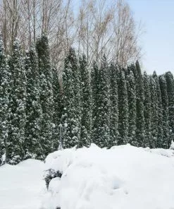 Brighter Blooms Juniper Trees Taylor Juniper Tree