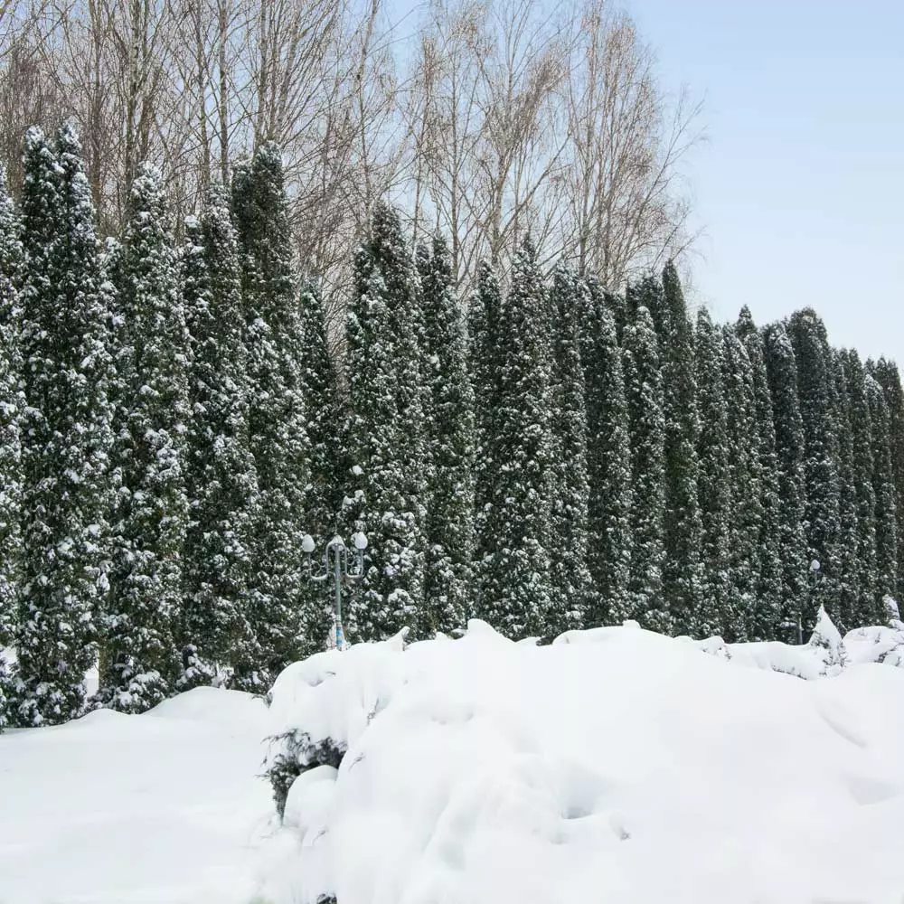 Brighter Blooms Juniper Trees Taylor Juniper Tree 2 Brighter Blooms Juniper Trees Taylor Juniper Tree