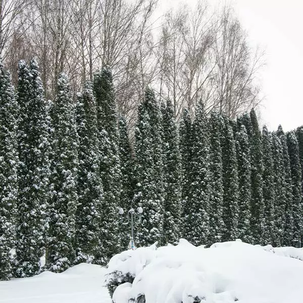 Brighter Blooms Juniper Trees Taylor Juniper Tree 1 Brighter Blooms Juniper Trees Taylor Juniper Tree