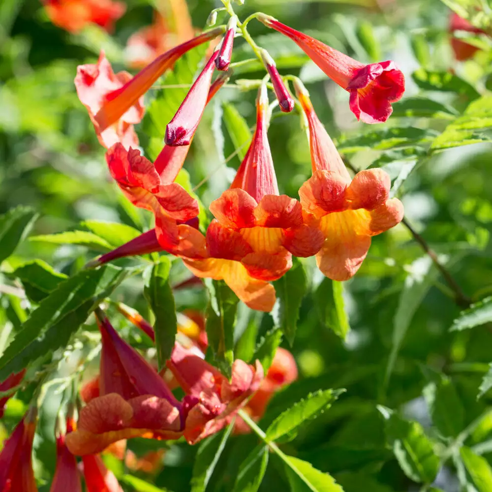 Brighter Blooms Bells Of Fire™ Tecoma 2 Brighter Blooms Bells Of Fire™ Tecoma