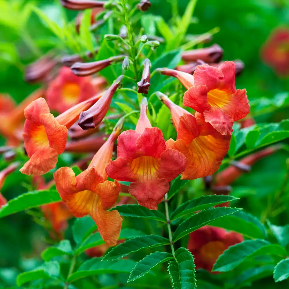 Brighter Blooms Bells Of Fire™ Tecoma 3 Brighter Blooms Bells Of Fire™ Tecoma