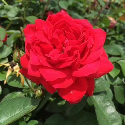 Brighter Blooms The Grand Champion™ Double Red Rose 2 Brighter Blooms The Grand Champion™ Double Red Rose