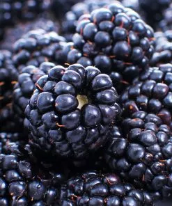 Brighter Blooms Fruit Trees Thornless Blackberry Bush