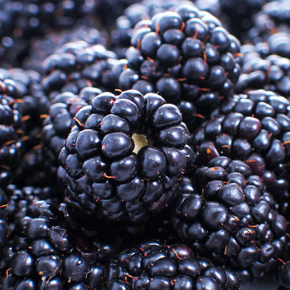 Brighter Blooms Fruit Trees Thornless Blackberry Bush 2 Brighter Blooms Fruit Trees Thornless Blackberry Bush