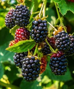 Brighter Blooms Fruit Trees Thornless Blackberry Bush 7 Brighter Blooms Fruit Trees Thornless Blackberry Bush