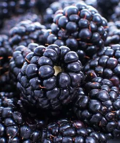 Brighter Blooms Fruit Trees Thornless Blackberry Bush