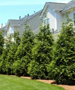 NO WARRANTY Thuja Green Giant Tree 9 NO WARRANTY Thuja Green Giant Tree