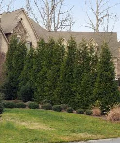 NO WARRANTY Thuja Green Giant Tree 8 NO WARRANTY Thuja Green Giant Tree