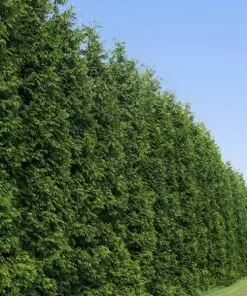NO WARRANTY Thuja Green Giant Tree